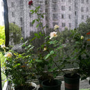 Sombrite Permeável (80% UV) SOMENTE PRETO - Telas Comfort (Horta / Jardim / Estufa / Sombra Carro / Sombra Piscina)